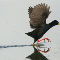 Kureczka czarna - Zapornia flavirostra - Black Crake