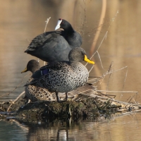 Kaczka żółtodzioba - Anas undulata - Yellow-billed Duck