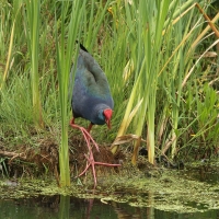 Modrzyk afrykański - Porphyrio p. madagascariensis - African Swamphen