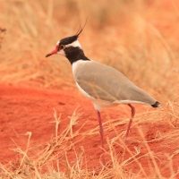 Czajka czarnoczuba - Vanellus tectus - Black-headed Lapwing