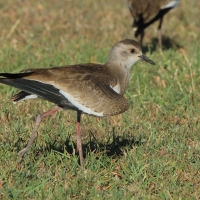 Czajka czarnoskrzydła - Vanellus melanopterus - Black-winged Lapwing