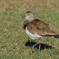Czajka czarnoskrzydła - Vanellus melanopterus - Black-winged Lapwing