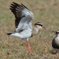 Czajka koroniasta - Vanellus coronatus - Crowned Lapwing