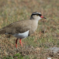 Czajka koroniasta - Vanellus coronatus - Crowned Lapwing