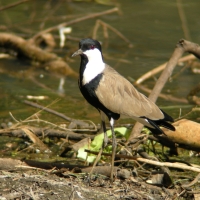 Czajka szponiasta - Vanellus spinosus - Spur-winged Lapwing