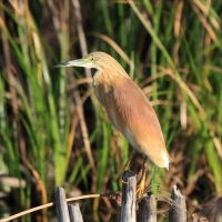 Czapla modronosa - Ardeola ralloides - Squacco Heron