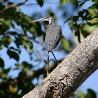 Czapla rafowa - Egretta gularis - Western Reef-Egret