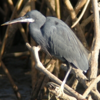 Czapla rafowa - Egretta gularis - Western Reef-Egret