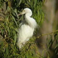 Czapla nadobna - Egretta garzetta - Little Egret