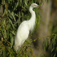 Czapla nadobna - Egretta garzetta - Little Egret