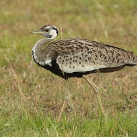 Dropik czarnobrzuchy - Lissotis melanogaster - Black-bellied Bustard