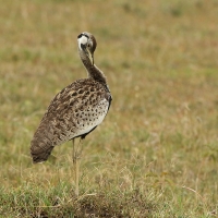 Dropik czarnobrzuchy - Lissotis melanogaster - Black-bellied Bustard