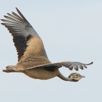 Dropik senegalski - Eupodotis senegalensis - White-bellied Bustard