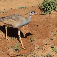 Dropik senegalski - Eupodotis senegalensis - White-bellied Bustard