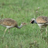 Dropik senegalski - Eupodotis senegalensis - White-bellied Bustard