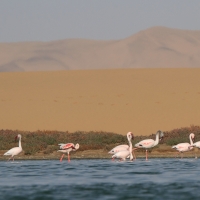 Flaming mały - Phoeniconaias minor - Lesser Flamingo