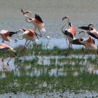 Flaming różowy - Phoenicopterus roseus - Greater Flamingo