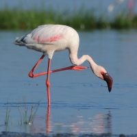 Flaming mały - Phoeniconaias minor - Lesser Flamingo