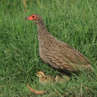 Szponiastonóg brunatny - Pternistis swainsonii - Swainson's Francolin