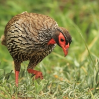 Szponiastonóg czerwonogardły - Pternistis afer - Red-necked Spurfowl