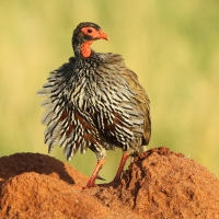 Szponiastonóg czerwonogardły - Pternistis afer - Red-necked Spurfowl