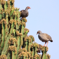 Szponiastonóg czerwonogardły - Pternistis afer - Red-necked Spurfowl
