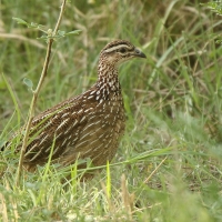 Frankolin czubaty - Dendroperdix sephaena - Crested Francolin