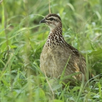 Frankolin czubaty - Dendroperdix sephaena - Crested Francolin