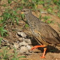 Szponiastonóg nadobny - Pternistis hildebrandti - Hildebrandt's Francolin