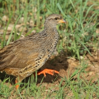 Szponiastonóg nadobny - Pternistis hildebrandti - Hildebrandt's Francolin