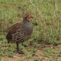 Szponiastonóg smugowany - Pternistis rufopictus - Grey-breasted Spurfowl
