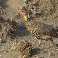 Szponiastonóg żółtogardły - Pternistis leucoscepus - Yellow-necked Spurfowl