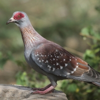 Gołąb okularowy - Columba guinea - Speckled Pigeon