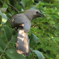 Hałaśnik szary - Corythaixoides concolor - Grey Go-away-bird