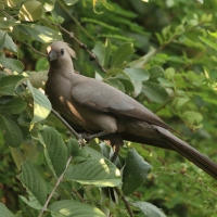Hałaśnik szary - Corythaixoides concolor - Grey Go-away-bird