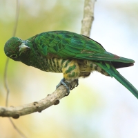 Kukułeczka złocista - Chrysococcyx cupreus - African Emerald Cuckoo