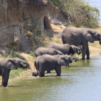 Słoń afrykański - Loxodonta africana -  African savanna elephant 