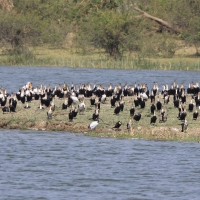 Kormoran białoszyi - Phalacrocorax lucidus - White-breasted Cormorant