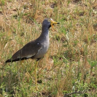 Czajka płowa - Vanellus senegallus - Wattled Lapwing