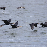 Kormoran białoszyi - Phalacrocorax lucidus - White-breasted Cormorant