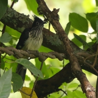 Kukułka żałobna - Clamator levaillantii - Levaillant's Cuckoo