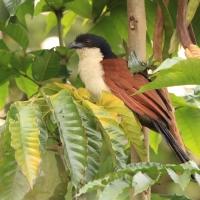 Kukal niebieskogłowy - Centropus monachus - Blue-headed Coucal