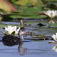 Łyska - Fulica atra - Common Coot