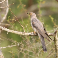 Kukułka sawannowa - Cuculus gularis - African Cuckoo