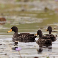 Kaczka żółtodzioba - Anas undulata - Yellow-billed Duck