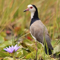 Czajka białolica - Vanellus crassirostris - Long-toed Lapwing