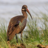Ibis białowąsy - Bostrychia hagedash - Hadada Ibis