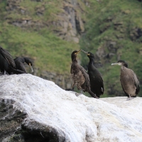 Kormoran czubaty - Phalacrocorax aristotelis - European Shag