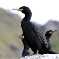 Kormoran czubaty - Phalacrocorax aristotelis - European Shag