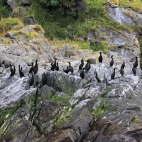 Kormoran czubaty - Phalacrocorax aristotelis - European Shag
